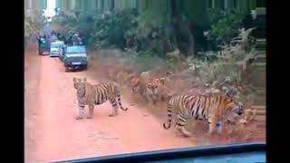 Gorumara National Park | Sudden entry of tigers  | Lataguri Forest | Mitzinfinity