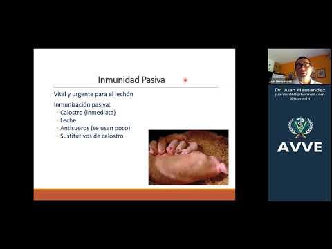 Vídeo: Símptomes de la molla rovellada necròtica: com tractar un cirerer amb el virus de la molla rovellada necròtica