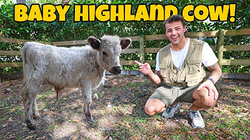 Buying a $3,000 COW for My FARM!! (FINALLY)