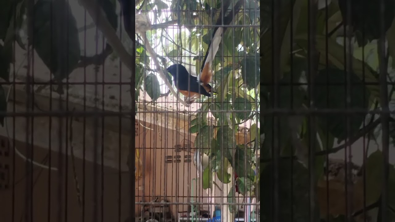 เจ้าปีกขาว นกป่าแท้  นกกางเขนดง พังงา อ.กะปง