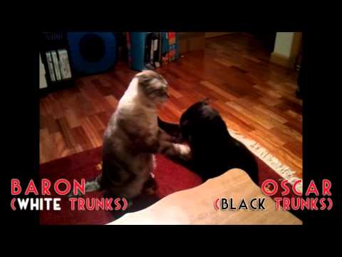 KITTEH CAT BOXING FEDERATION - Oscar vs. Baron - CATFIGHT EXHIBITION