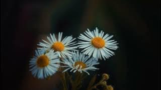 Solai Ilanguyile-Annanukku Jai-Malaysia Vasudevan, K. S. Chithra-5.1 mp3