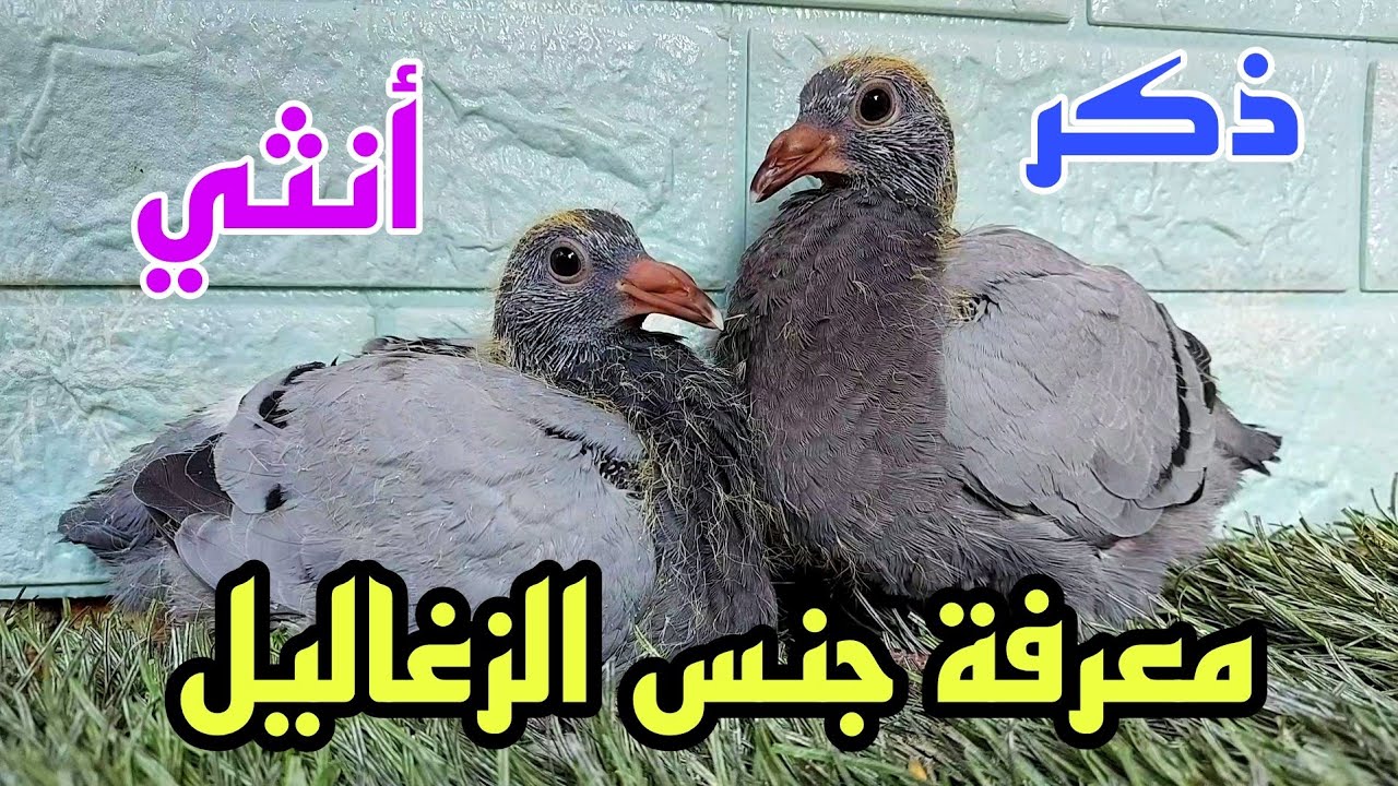 معرفة الدكر من النتايه في الزغليل بسهوله 👌