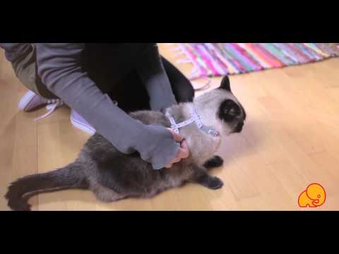 Videó: Gamavit Macskáknak: Használati Utasítás Az állatgyógyászatban, ár, Adagolás, Vélemények