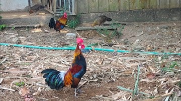 Qaib dib f2 zoo nraug qua zoo