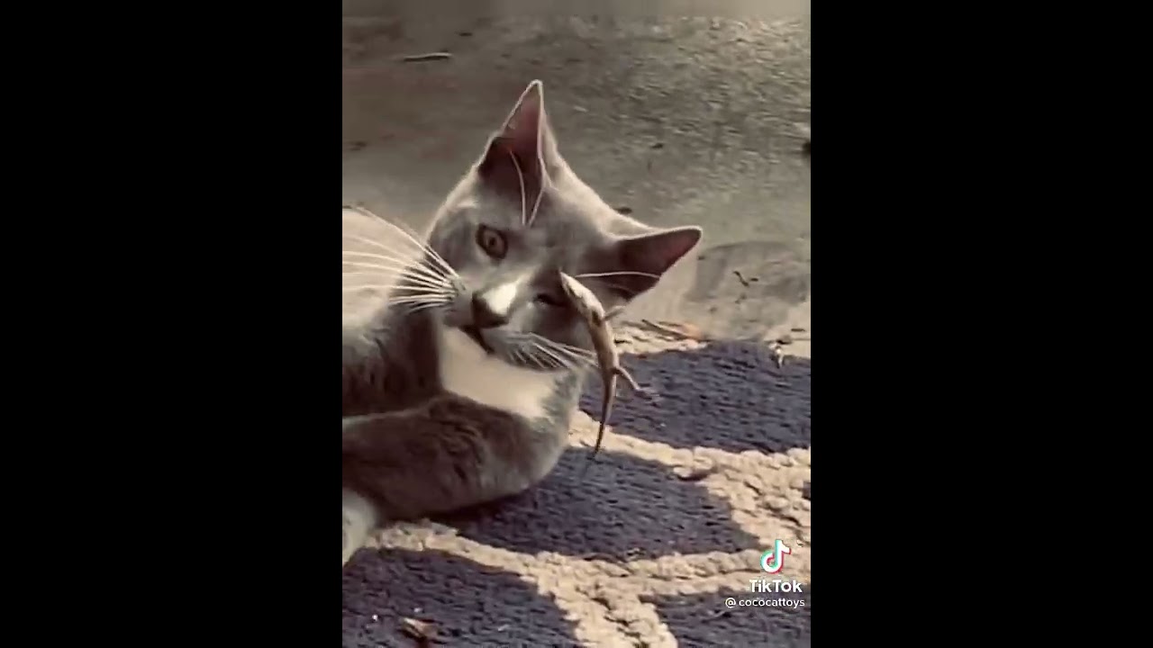 Watch kucing digigit cicak😂#tiktok #fyp on YouTube Watch kucing digigit cicak😂#tiktok #fyp on YouTube
