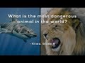 What is the most dangerous animal in the world?