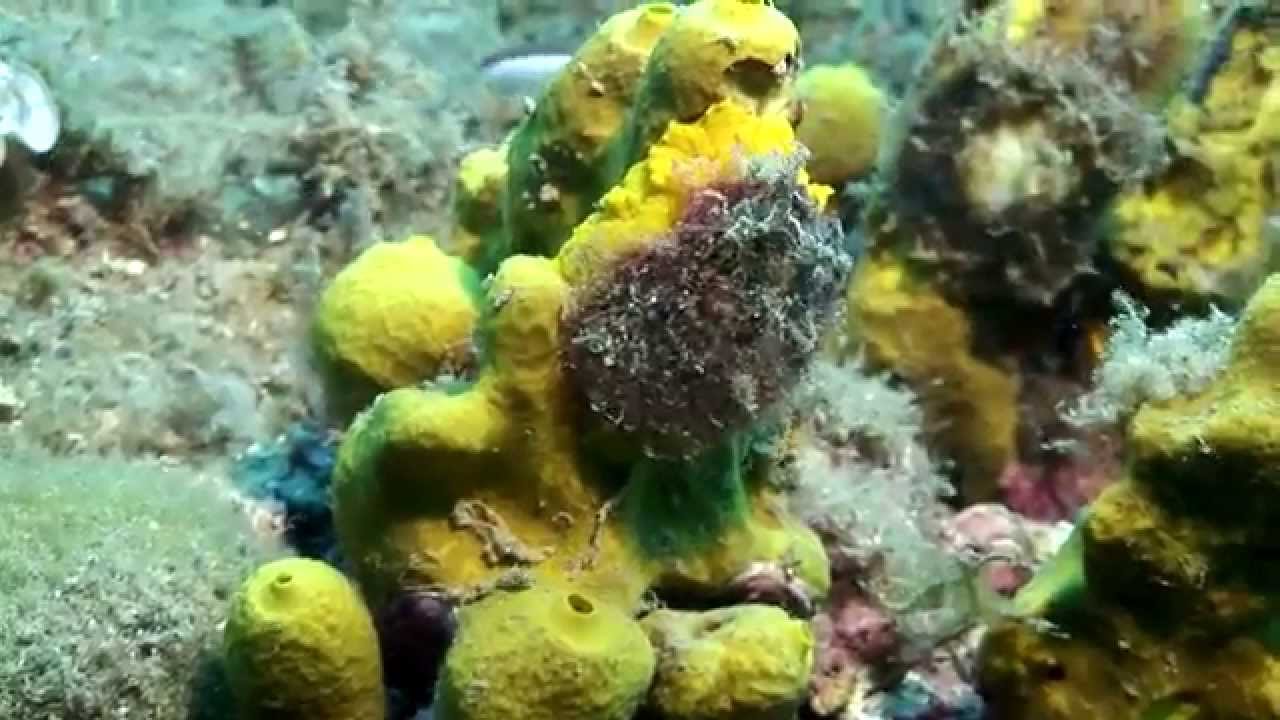 Cala Pedrosa - L'Estartit