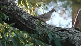 Okukuseku (Kae Odasani) by Sibo Brothers (Paa Solo)