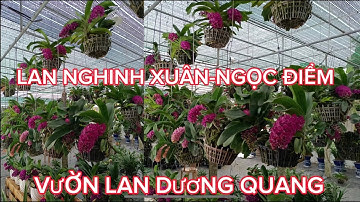 Lan Nghinh Xuân, Lan Ngọc Điểm, Đai Châu Nở Rộ Đón Tết- LAN RỪNG LÂM ĐỒNG