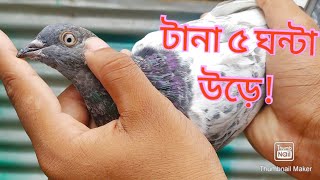 আমার বাসার কিছু হাইফ্লায়ার কবুতর।high flyer pigeon in my loft