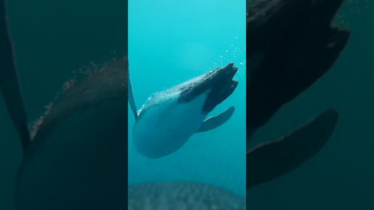 Punto de vista de un pingüino de Magallanes, estudio realizado por Global Penguin Society. #Shorts