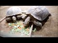 足立区生物園に行ってきた　１／２ の動画、YouTube動画。