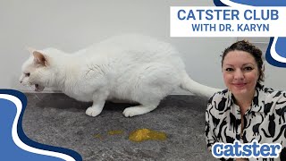 Cat vomiting VS regurgitation VS hairballs