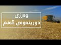 وەرزی دورینەوەی گەنم 