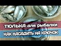 КАК НАСАДИТЬ ТЮЛЬКУ НА СУДАКА / НАЛИМА / БЕРША