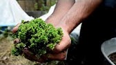 How to Grow Duckweed and Azolla - Full Class HD 