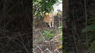 Cat being suspicious in the garden bed