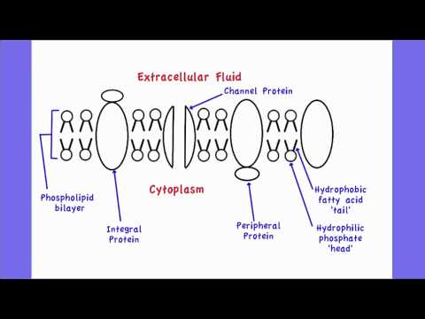 Part 1 Membrane Structure Chart Answers