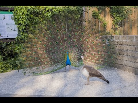 Video: Come si riproducono i pavoni?