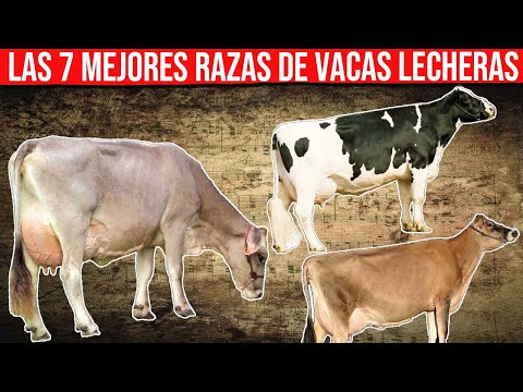 🔴 Las 7
