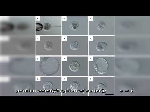 Оценка качества эмбрионов для переноса при ЭКО: классификация и шансы на имплантацию