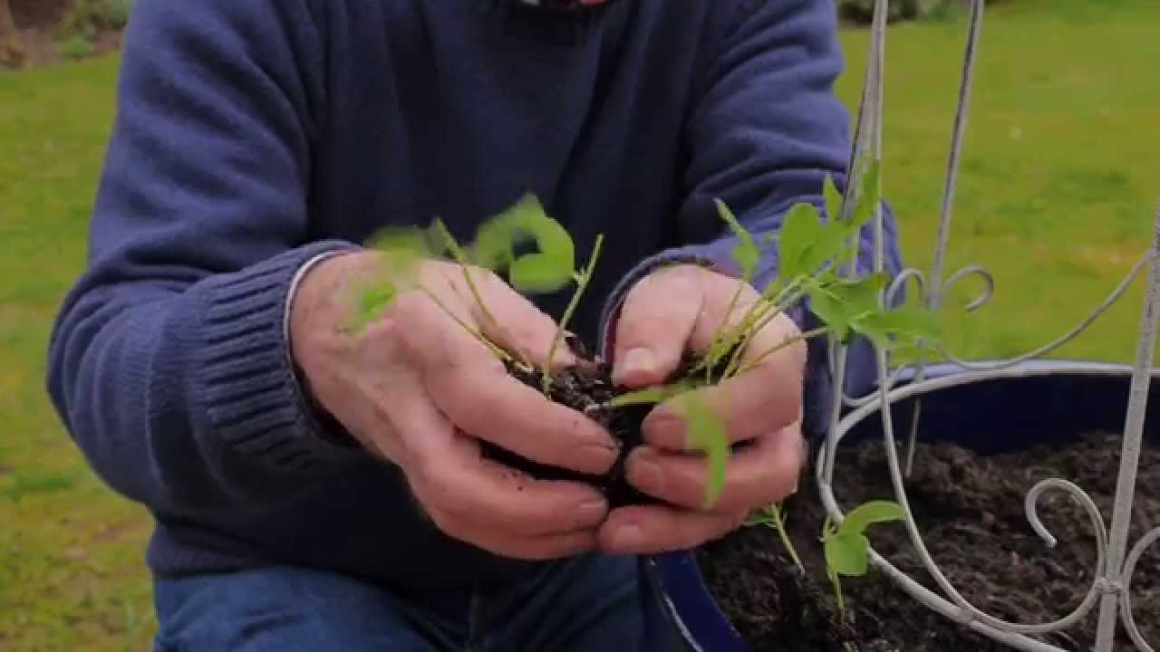 How to Grow Sweet Peas YouTube