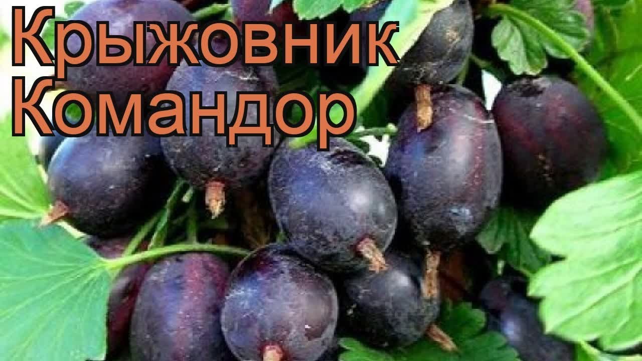 Крыжовник Командор Описание Сорта Фото Отзывы Садоводов Крыжовник Командор Описание Сорта Фото Отзывы Садоводов