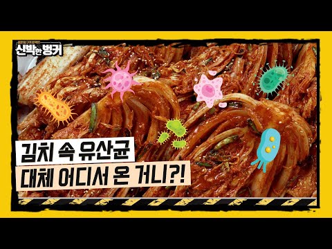 🤤김치 속 유산균, 대체 넌 어디서 온 거니?!🤤 [신박한벙커]