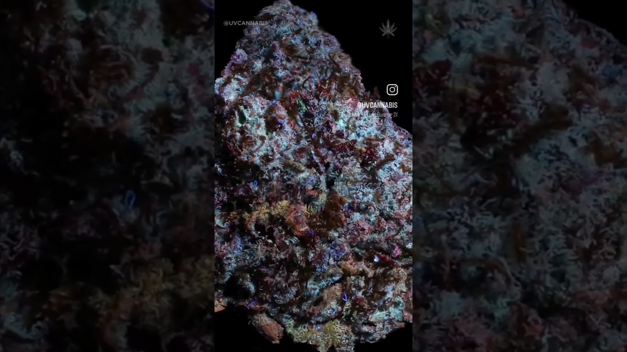 Have you ever seen cannabis under a black light? 