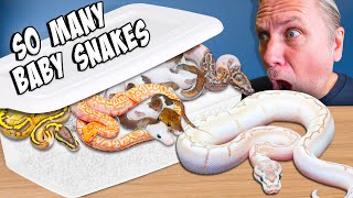 Baby Snake Explosion! Hundreds Of Snakes Hatch!