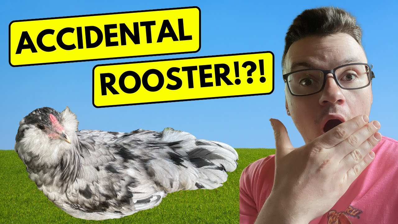 Update on Agnes our Splash Ameraucana