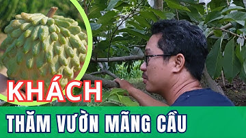Khách Tham Quan Vườn Mãng Cầu | Na | Vườn Năm Thiên