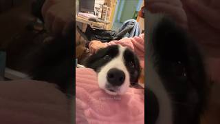Funny Dog Videos