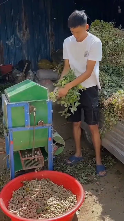 panen kacang tanah di China #reelsvideo