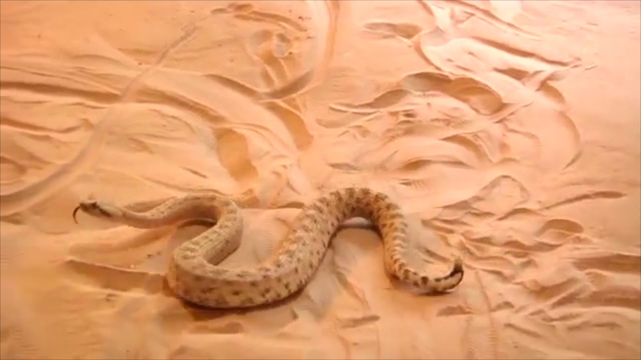 Animal move Ondulation du serpent