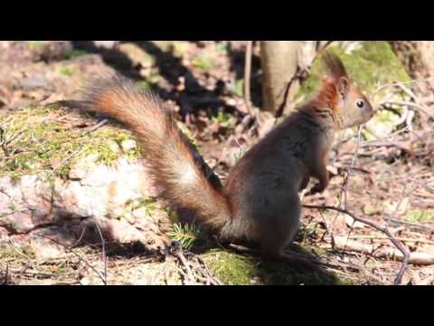 Video: Mikä On Kasvisto Ja Eläimistö