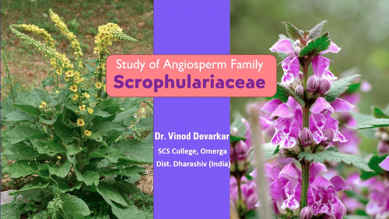 Study of Family Scrophulariaceae by Dr. V. D. Devarkar
