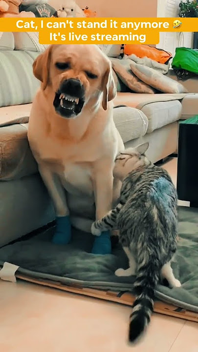 'Rolling in the Funnies: Adorable Animals and Their Comedy Capers!'