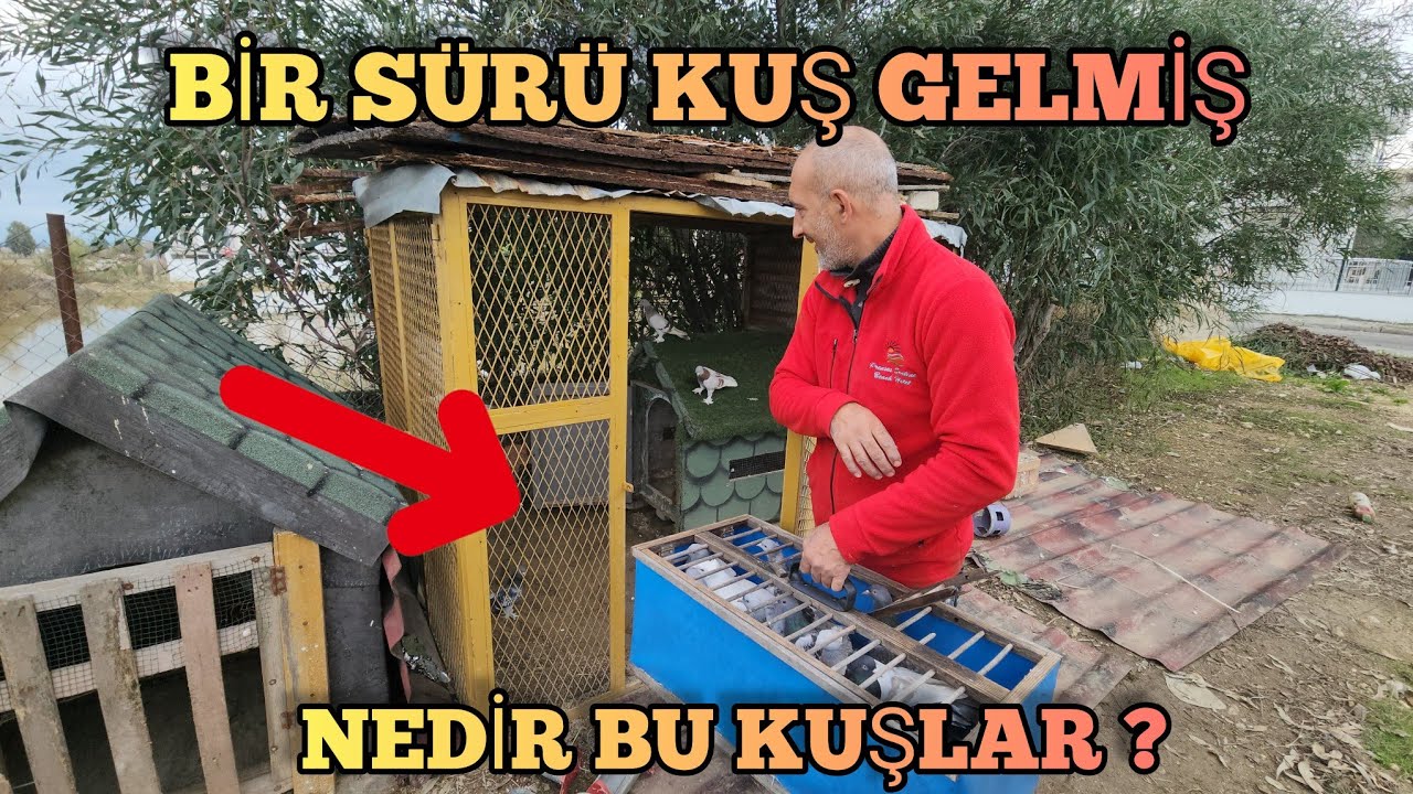 Gökhan Reis 15 Tane Güvercin Getirdi Gözlerim Açıldı