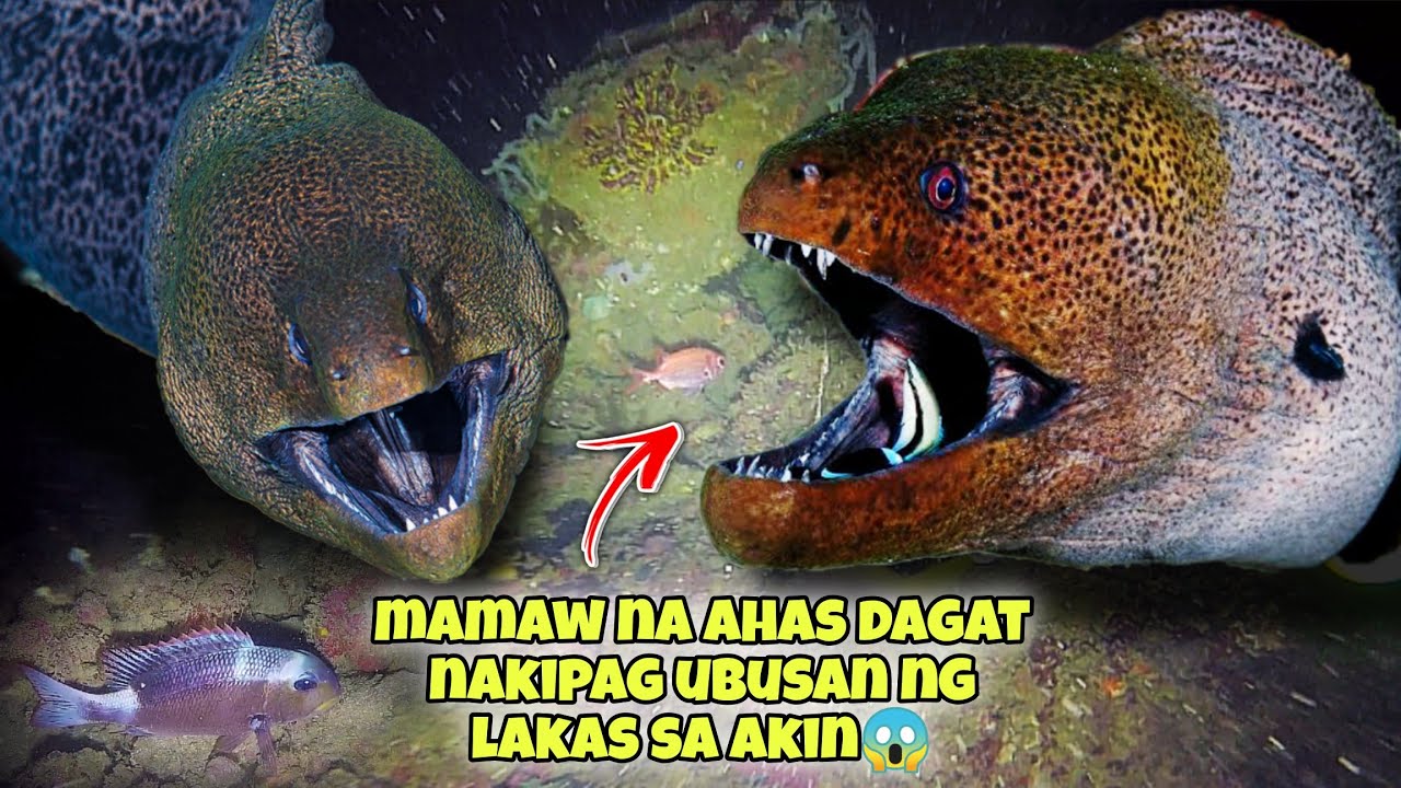 MAMAW NA AHAS DAGAT NAKIPAG UBUSAN NG LAKAS SA AKIN😱 #fishing #seafood #fish #kapanatv #viral
