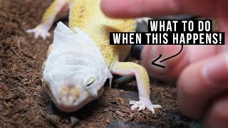 REMOVING OLD SKIN! // Leopard Gecko