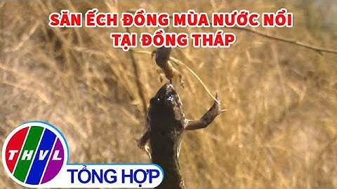 Săn ếch đồng mùa nước nổi tại Đồng Tháp