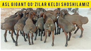 ASL GIGANT QOʻZILAR KELDI SHOSHILAMIZ SONI CHEKLANGAN