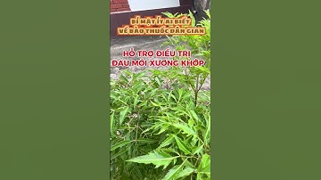 Bí mật ít ai biết | Cây Đinh lăng nhân sâm của người nghèo | Hỗ trợ điều trị đau, nhức, xương khớp