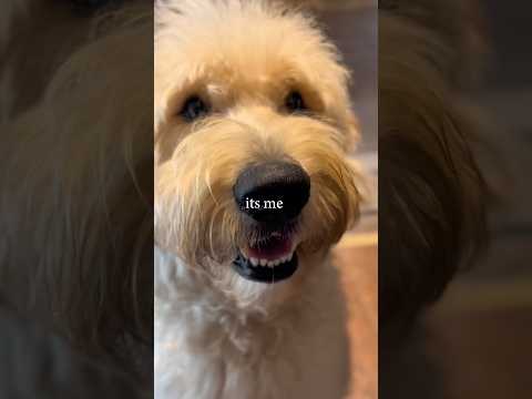 You Know What Time It Is!🤣 #dog #funnydogs #goldendoodle