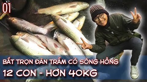 KỶ LỤC CÂU CÁ: Bắt trọn ĐÀN CÁ TRẮM KHỦNG trên sông Hồng (p1).