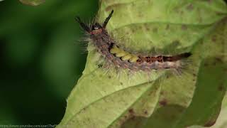 Caterpillar of the Vapourer Moth (Orgyia antiqua) -  Brighton, June 2022 A stunning looking larvae of what is a beautiful but not outstanding looking moth. 

The larvae are very hairy, predominantly grey-black with small red spots running in rows down both sides of the body and four unmistakable yellow tufts of hair-like setae (hair or bristle structures)  towards the front.

They also have two horn-like bundles of dark hair on their head and one at the rear.

The larvae feed on a variety of plants and vegetation including Rose, Buddleia, Rhododendron, Hawthorn and Apple, as well as native broad-leaf trees such as Birch, Blackthorn, Elm, Hawthorn, Hazel, Lime, Oak and Willow.

They are rarely significantly 'damaging' as they do not aggregate in large numbers.

Adults are active between July-October in a single generation.  

Females are almost wingless and are unable to fly. They release sex pheromones to attract males and after mating, lay the eggs on the surface of the pupal cocoon, where they overwinter and hatch the following spring, around May.

Also known as the Rusty Tussoc