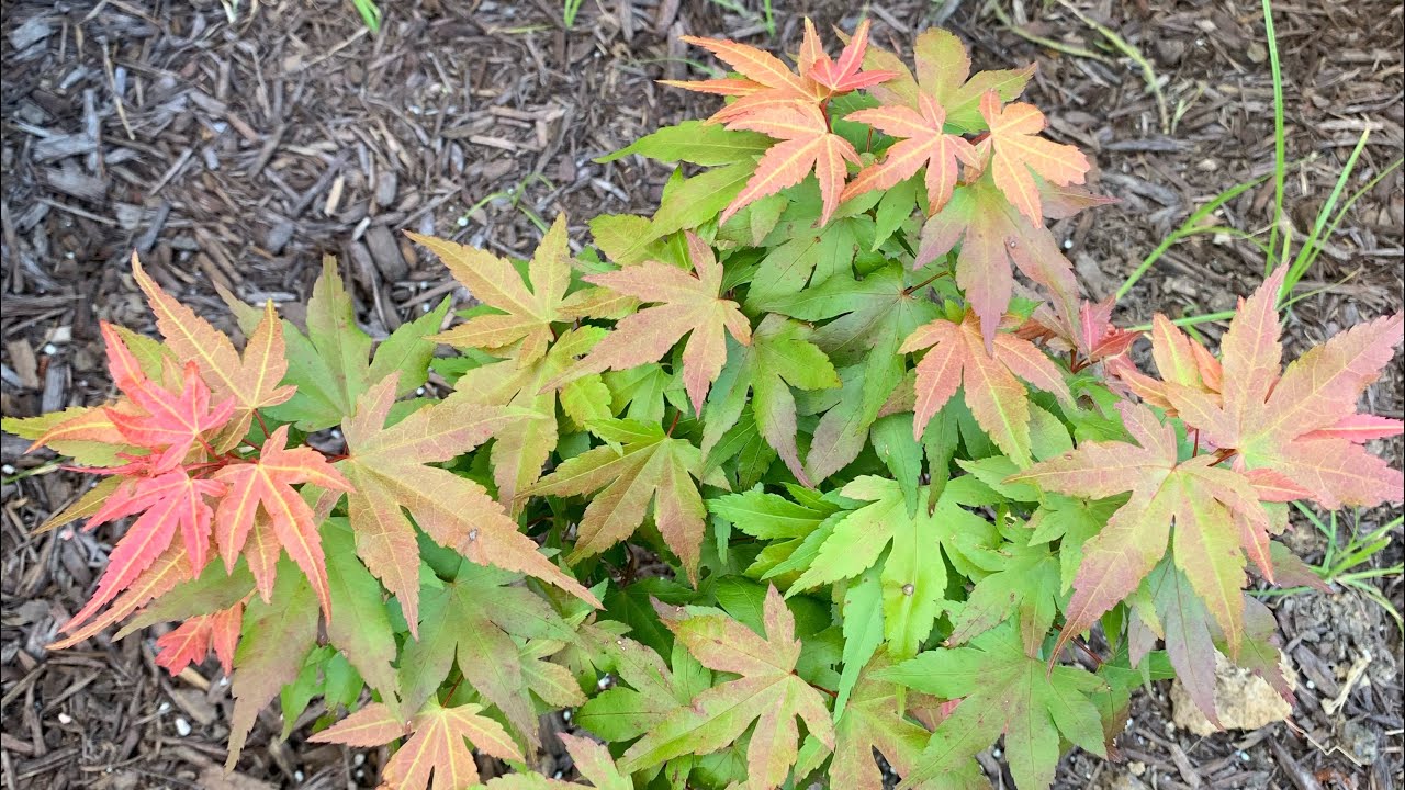 Japanese Maple Garden Tour pt. 3