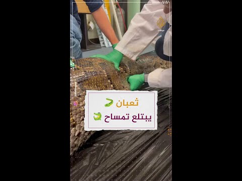 فيديو: مشاكل الأنف الشائعة في القطط